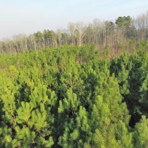 Photo of SOLD!  43 Acres of Recreational Land For Sale in Nottoway County VA!