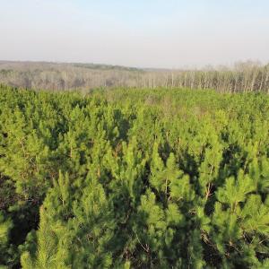 Photo of SOLD!  43 Acres of Recreational Land For Sale in Nottoway County VA!