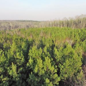 Photo of SOLD!  43 Acres of Recreational Land For Sale in Nottoway County VA!