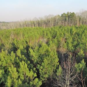 Photo of SOLD!  43 Acres of Recreational Land For Sale in Nottoway County VA!