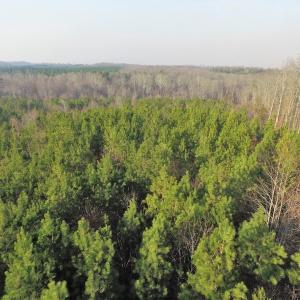 Photo of SOLD!  43 Acres of Recreational Land For Sale in Nottoway County VA!