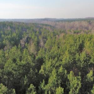 Photo of SOLD!  43 Acres of Recreational Land For Sale in Nottoway County VA!