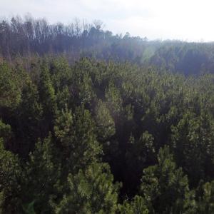 Photo of SOLD!  43 Acres of Recreational Land For Sale in Nottoway County VA!