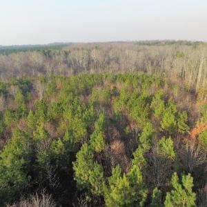 Photo of SOLD!  43 Acres of Recreational Land For Sale in Nottoway County VA!