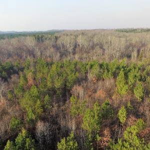 Photo of SOLD!  43 Acres of Recreational Land For Sale in Nottoway County VA!