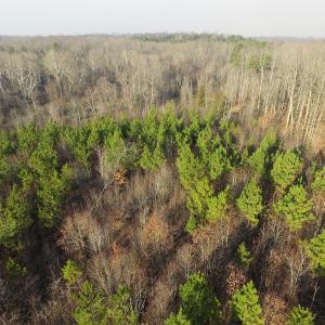 Photo of SOLD!  43 Acres of Recreational Land For Sale in Nottoway County VA!