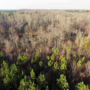 Photo of SOLD!  43 Acres of Recreational Land For Sale in Nottoway County VA!
