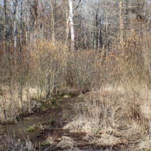 Photo of SOLD!  43 Acres of Recreational Land For Sale in Nottoway County VA!