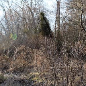 Photo of SOLD!  43 Acres of Recreational Land For Sale in Nottoway County VA!