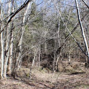 Photo of UNDER CONTRACT!  23.9 Acres of Recreational Land For Sale in Goochland Co VA!