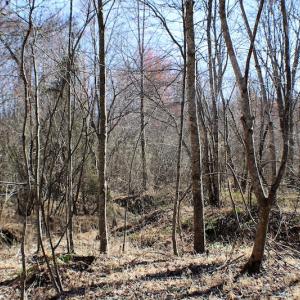 Photo of UNDER CONTRACT!  23.9 Acres of Recreational Land For Sale in Goochland Co VA!