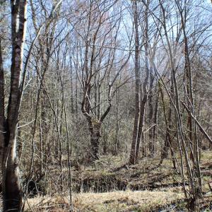 Photo of UNDER CONTRACT!  23.9 Acres of Recreational Land For Sale in Goochland Co VA!