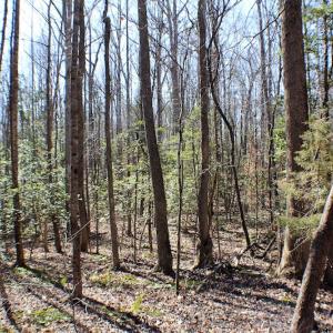 Photo of UNDER CONTRACT!  23.9 Acres of Recreational Land For Sale in Goochland Co VA!
