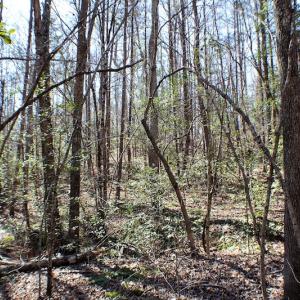 Photo of UNDER CONTRACT!  23.9 Acres of Recreational Land For Sale in Goochland Co VA!