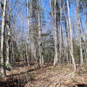 Photo of UNDER CONTRACT!  23.9 Acres of Recreational Land For Sale in Goochland Co VA!