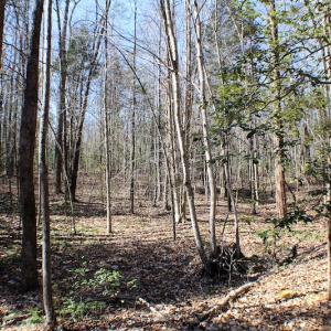Photo of UNDER CONTRACT!  23.9 Acres of Recreational Land For Sale in Goochland Co VA!