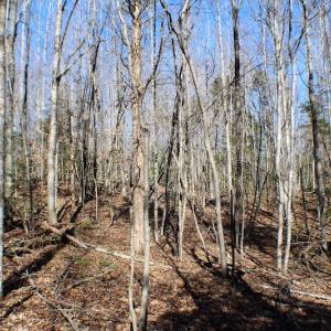Photo of UNDER CONTRACT!  23.9 Acres of Recreational Land For Sale in Goochland Co VA!