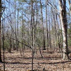 Photo of UNDER CONTRACT!  23.9 Acres of Recreational Land For Sale in Goochland Co VA!