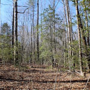 Photo of UNDER CONTRACT!  23.9 Acres of Recreational Land For Sale in Goochland Co VA!
