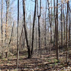 Photo of UNDER CONTRACT!  23.9 Acres of Recreational Land For Sale in Goochland Co VA!