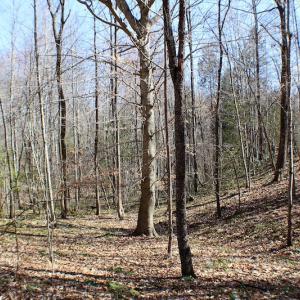 Photo of UNDER CONTRACT!  23.9 Acres of Recreational Land For Sale in Goochland Co VA!