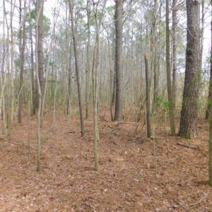 Photo of SOLD!  5.04 Acres of Residential and Hunting Land For Sale in Lenior County NC!
