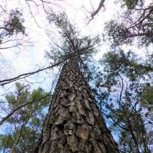 Photo of SOLD!  5.04 Acres of Residential and Hunting Land For Sale in Lenior County NC!