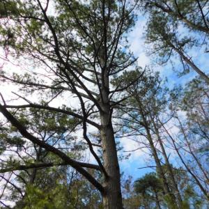 Photo of SOLD!  5.04 Acres of Residential and Hunting Land For Sale in Lenior County NC!