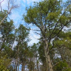 Photo of SOLD!  5.04 Acres of Residential and Hunting Land For Sale in Lenior County NC!