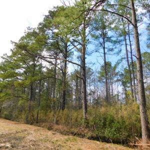 Photo of SOLD!  5.04 Acres of Residential and Hunting Land For Sale in Lenior County NC!