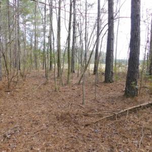 Photo of SOLD!  5.04 Acres of Residential and Hunting Land For Sale in Lenior County NC!