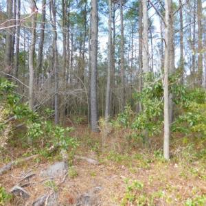 Photo of SOLD!  5.04 Acres of Residential and Hunting Land For Sale in Lenior County NC!