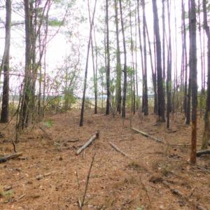 Photo of SOLD!  5.04 Acres of Residential and Hunting Land For Sale in Lenior County NC!