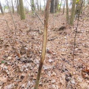 Photo of SOLD!  5.04 Acres of Residential and Hunting Land For Sale in Lenior County NC!