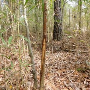 Photo of SOLD!  5.04 Acres of Residential and Hunting Land For Sale in Lenior County NC!