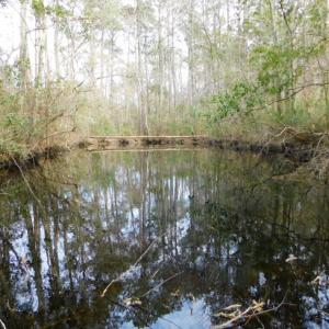 Photo of SOLD!  5.04 Acres of Residential and Hunting Land For Sale in Lenior County NC!