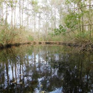 Photo of SOLD!  5.04 Acres of Residential and Hunting Land For Sale in Lenior County NC!