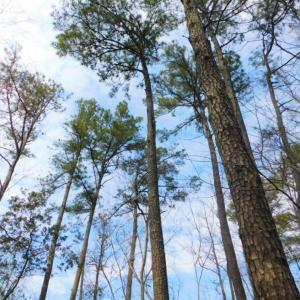Photo of SOLD!  5.04 Acres of Residential and Hunting Land For Sale in Lenior County NC!