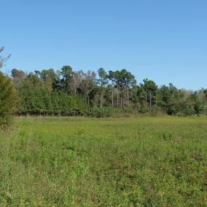 Photo of UNDER CONTRACT!  3.36 Acre Lot For Sale in Columbus County NC!