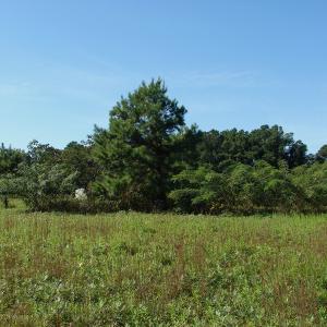 Photo of UNDER CONTRACT!  3.36 Acre Lot For Sale in Columbus County NC!