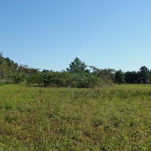 Photo of UNDER CONTRACT!  3.36 Acre Lot For Sale in Columbus County NC!