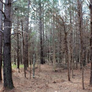 Photo of UNDER CONTRACT!  20 Acres of Timberland For Sale in Lunenburg County VA!