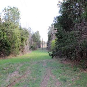 Photo of UNDER CONTRACT!  20 Acres of Timberland For Sale in Lunenburg County VA!