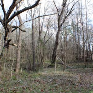 Photo of UNDER CONTRACT!  20 Acres of Timberland For Sale in Lunenburg County VA!