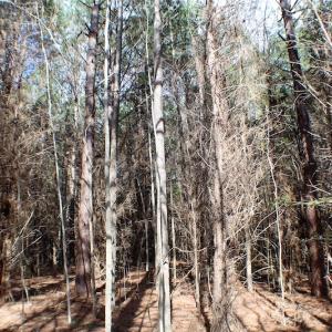 Photo of UNDER CONTRACT!  20 Acres of Timberland For Sale in Lunenburg County VA!