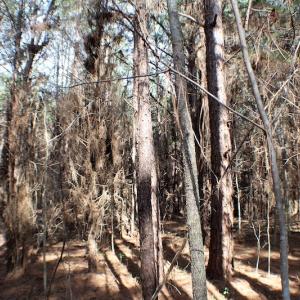 Photo of UNDER CONTRACT!  20 Acres of Timberland For Sale in Lunenburg County VA!