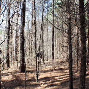 Photo of UNDER CONTRACT!  20 Acres of Timberland For Sale in Lunenburg County VA!