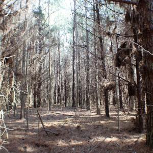 Photo of UNDER CONTRACT!  20 Acres of Timberland For Sale in Lunenburg County VA!