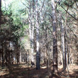 Photo of UNDER CONTRACT!  20 Acres of Timberland For Sale in Lunenburg County VA!