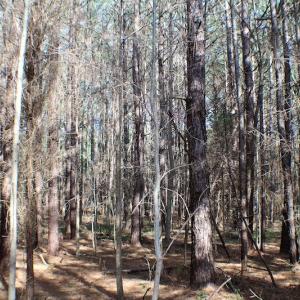 Photo of UNDER CONTRACT!  20 Acres of Timberland For Sale in Lunenburg County VA!